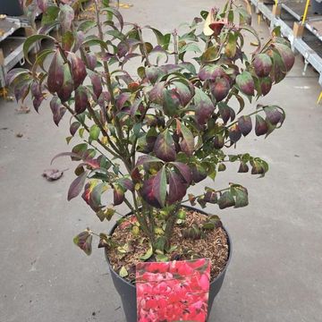 Euonymus alatus 'Compactus'