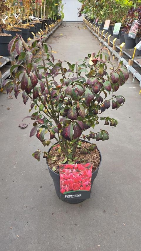 Euonymus alatus 'Compactus'