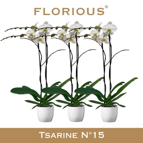 Phalaenopsis 'Tsarine'