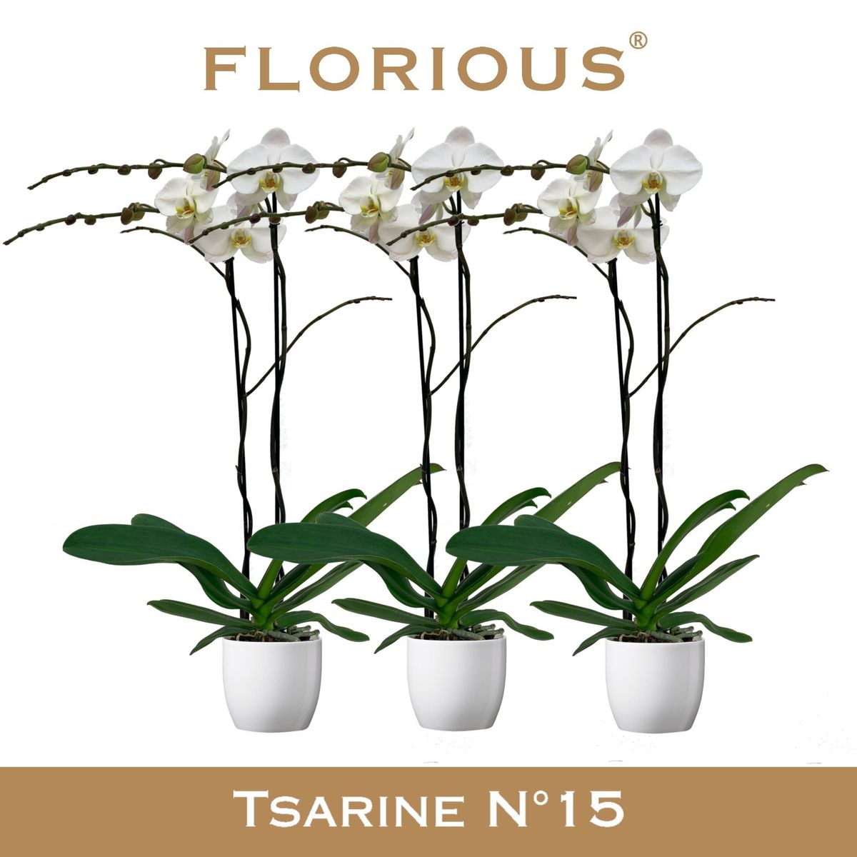 Phalaenopsis 'Tsarine' — Plant Wholesale FlorAccess