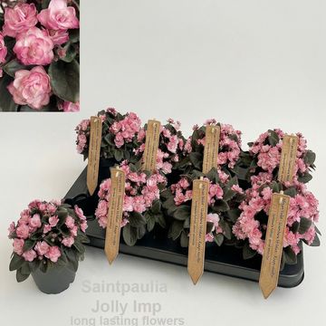 Saintpaulia 'Jolly Imp.'