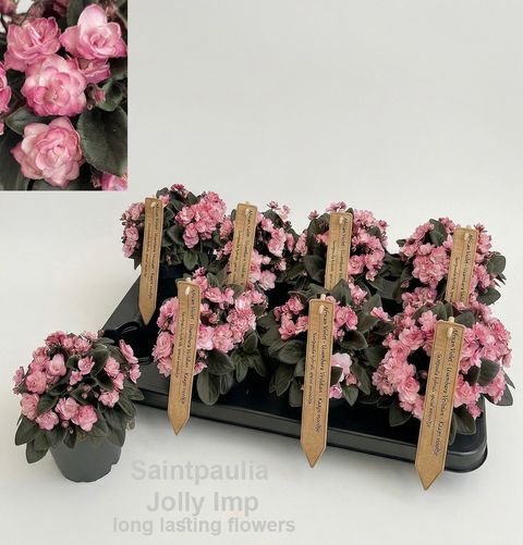 Saintpaulia 'Jolly Imp.'