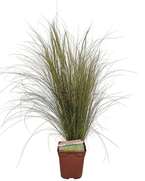 Stipa tenacissima