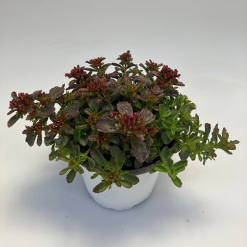 Sedum spurium SPOT ON DEEP ROSE