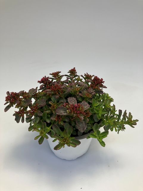 Sedum spurium SPOT ON DEEP ROSE