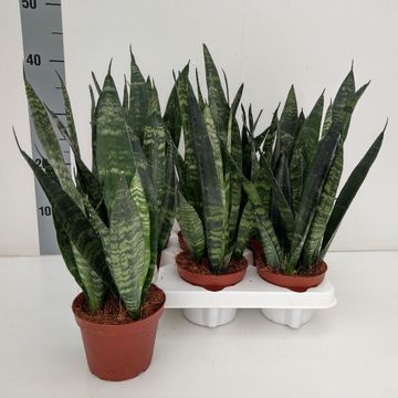 Sansevieria trifasciata 'Black Coral'