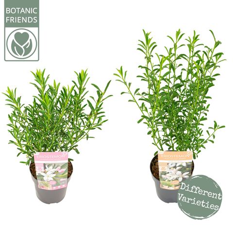 Eriostemon myoporoides MIX