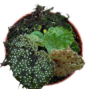 Begonia curtisii 'Galaxy'