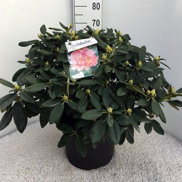 Rhododendron 'Percy Wiseman' (Y)