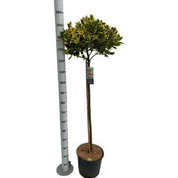 Ilex x altaclerensis 'Golden King'