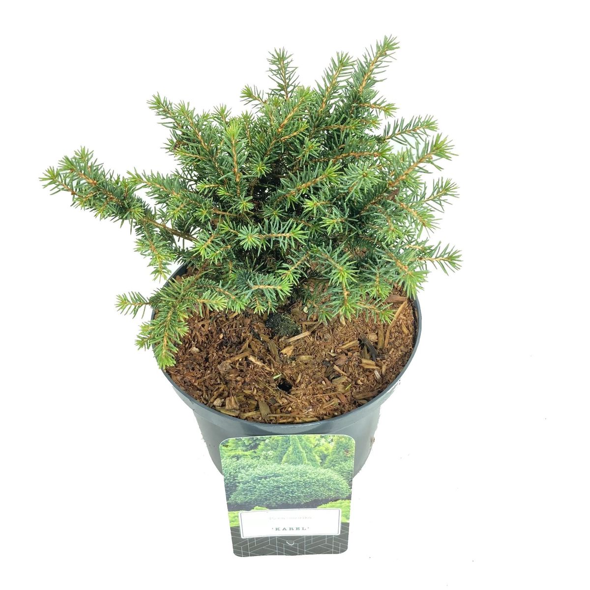 Picea omorika 'Karel' — Plant Wholesale FlorAccess