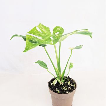 Monstera 'Thai Constellation'
