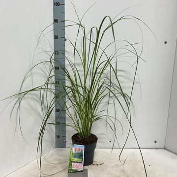 Cortaderia selloana 'Pink Feather'