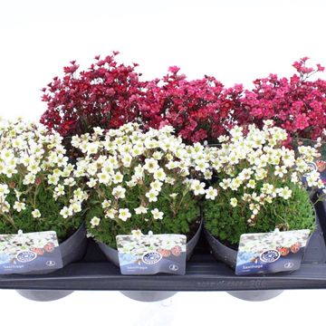 Saxifraga MIX