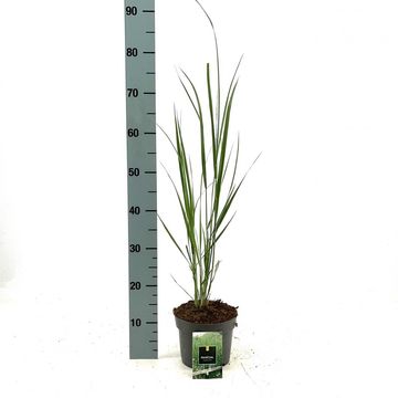 Panicum virgatum 'Northwind'