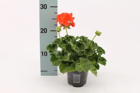 Pelargonium SUMMER IDOLS ORANGE
