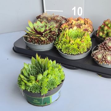Sempervivum MIX