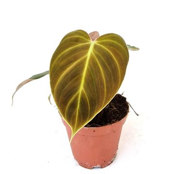 Filodendro 'El Choco Red'