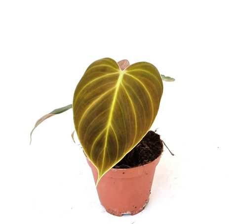 Filodendro 'El Choco Red'