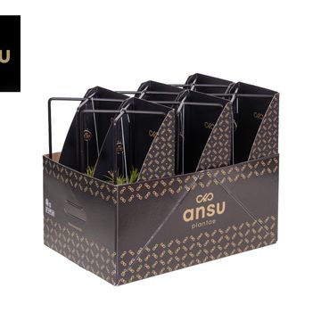 Aranżacja Tillandsia