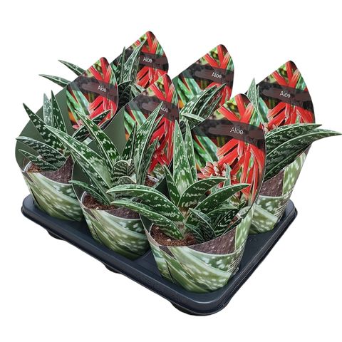 Aloe variegata