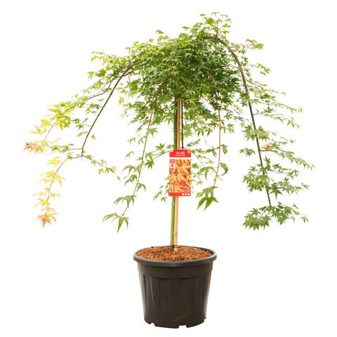 Acer palmatum CASCADE RUBY