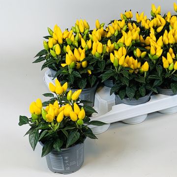 Capsicum annuum 'Salsa Yellow'