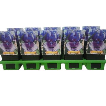 Iris 'Bedtime Story'