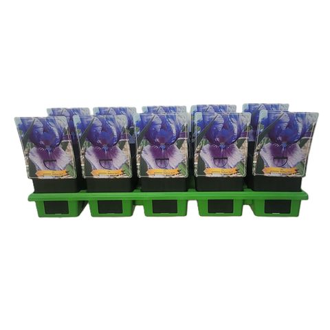 Iris 'Bedtime Story'