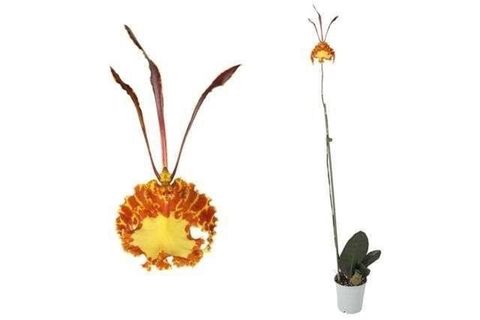 Psychopsis Mariposa 'Green Valley'