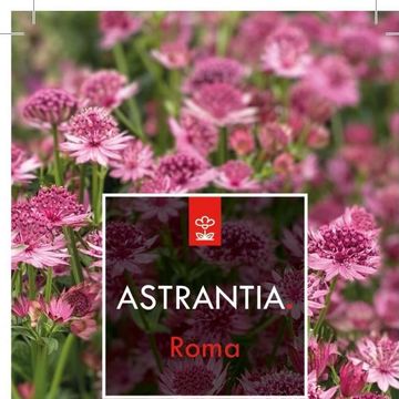 Astrantia major 'Roma'