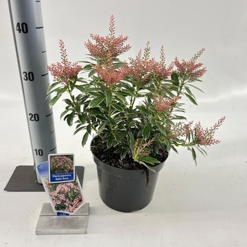Pieris japonica RALTO ROSE
