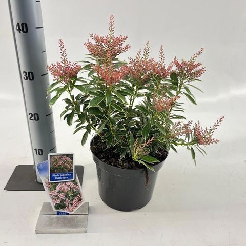 Pieris japonica RALTO ROSE