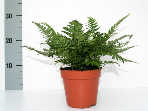 Athyrium spicatum