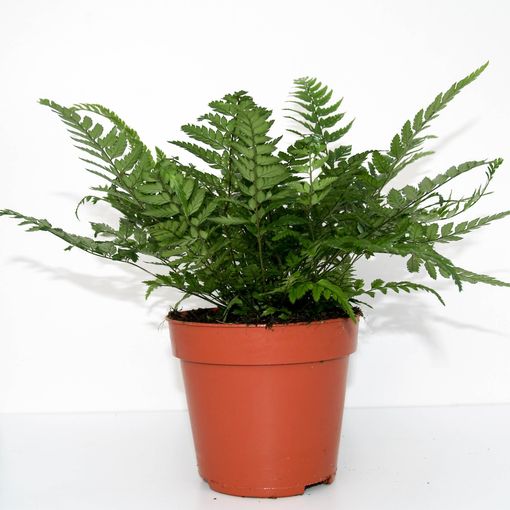 Athyrium spicatum