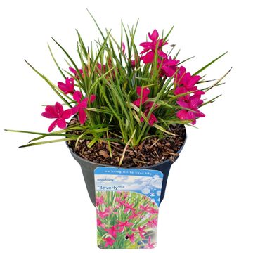 Rhodohypoxis 'Beverly'