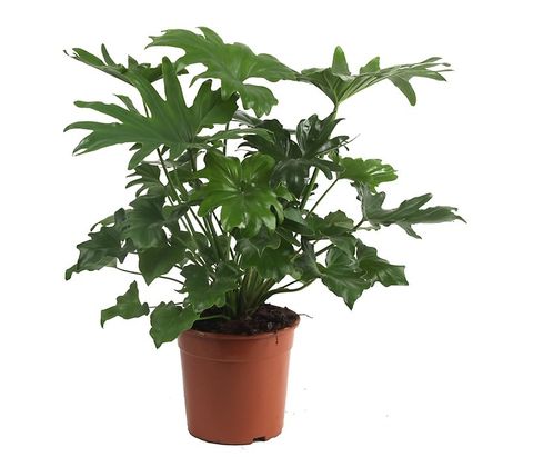 Philodendron selloum