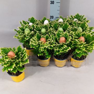 Selaginella martensii 'Jori'