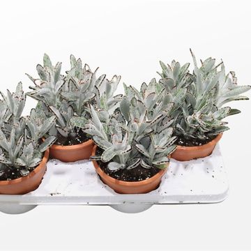 Kalanchoe tomentosa
