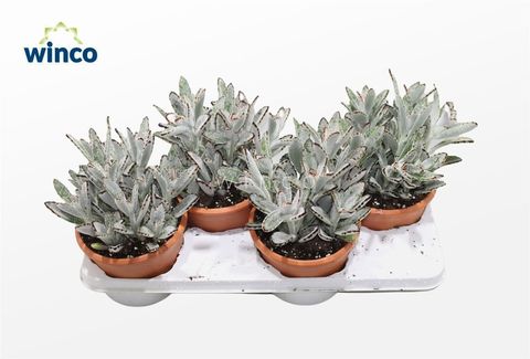 Kalanchoe tomentosa