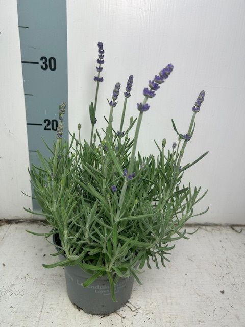 Lavandula angustifolia 'Vienco Blue'