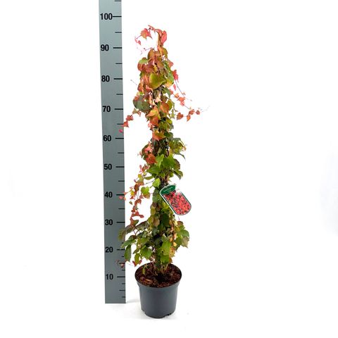 Parthenocissus tricuspidata 'Veitchii'