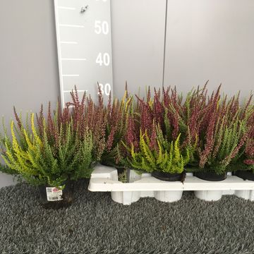 Calluna vulgaris GARDEN GIRLS MIX IN POT