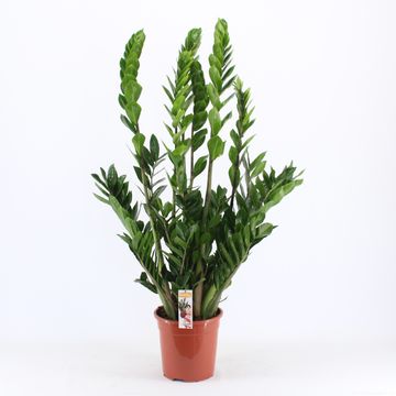 Zamioculcas zamiifolia