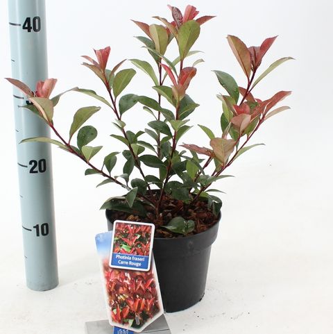 Photinia x fraseri CARRÉ ROUGE