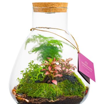 Arrangement Terrarium