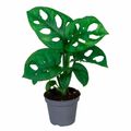 Monstera adansonii