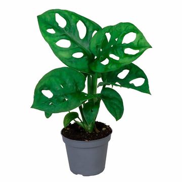 Monstera adansonii