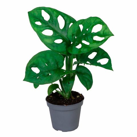 Monstera adansonii