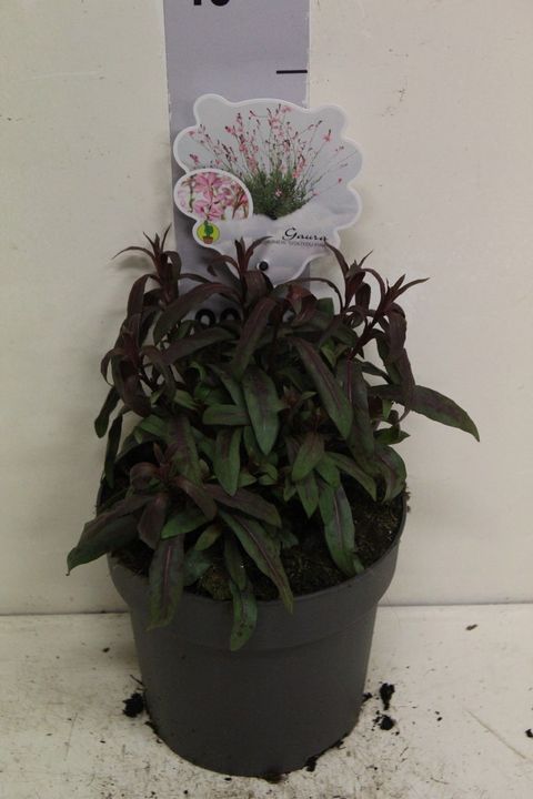 Gaura lindheimeri 'Siskiyou Pink'